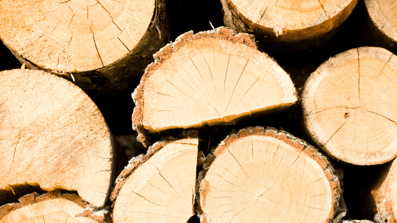 Stack of felled trees, showing the wood grain.