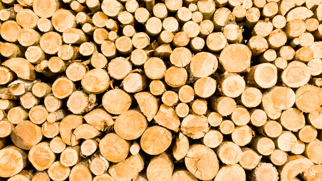 Pile of felled trees.