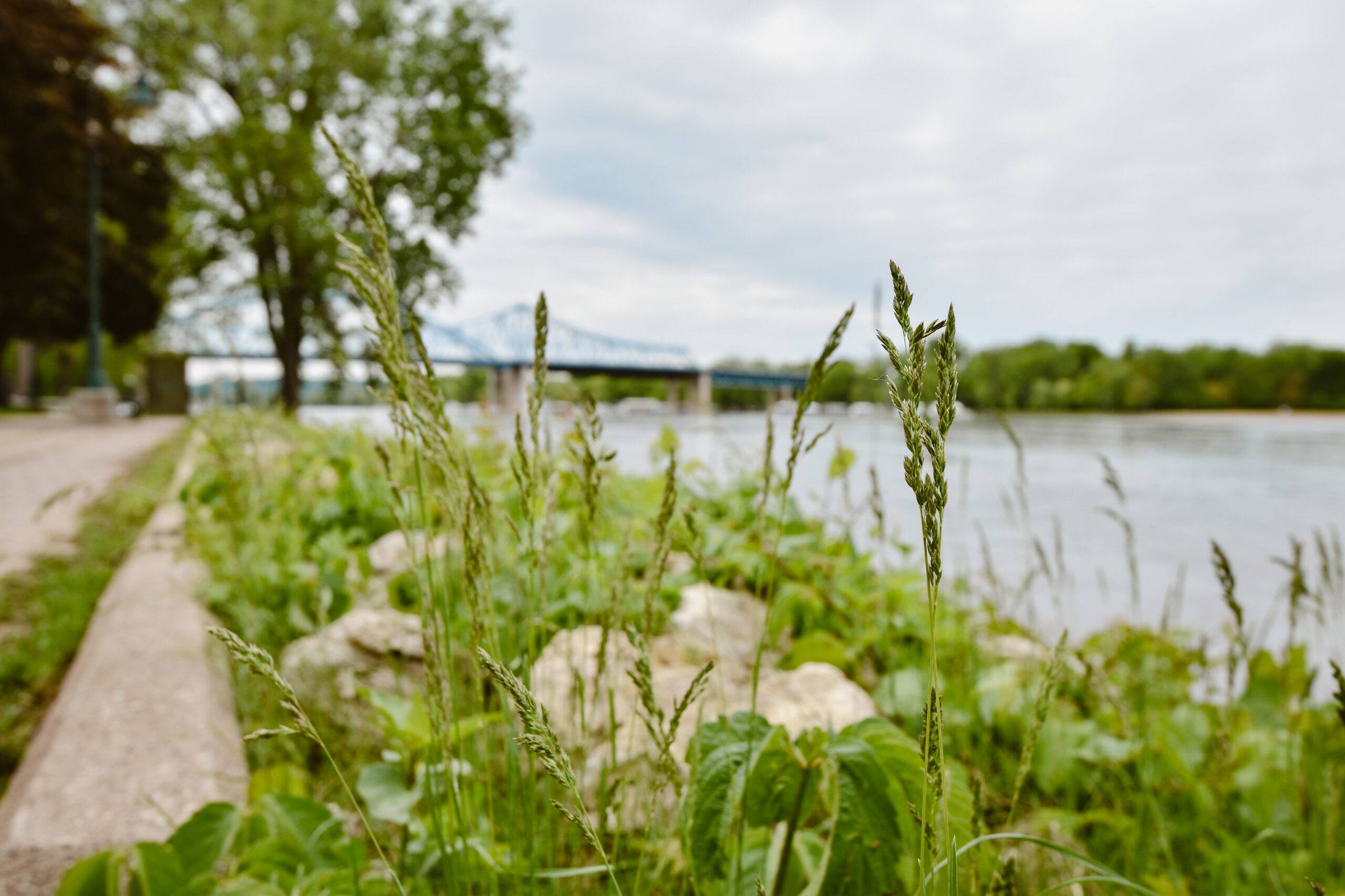 Close shot of grass in foreground and the Mississippi River in the background at Riverside park in La Crosse, Wisconsin.